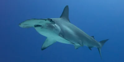 Tubarão-martelo de testa arqueada Sphyrna lewini em águas azuis junto à Ilha Cocos, na Costa Rica