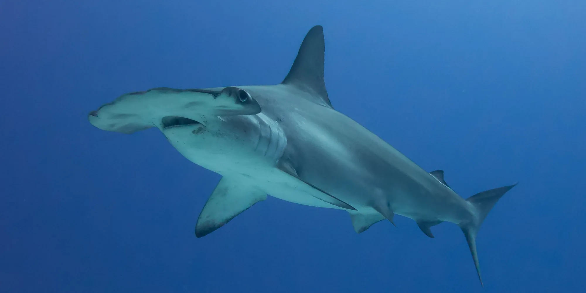 Tubarão-martelo de testa arqueada Sphyrna lewini em águas azuis junto à Ilha Cocos, na Costa Rica