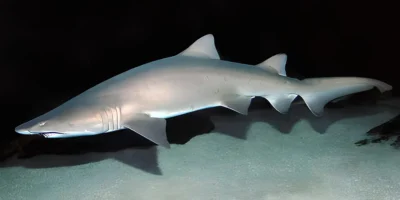 Carcharias taurus, tubarão-tigre-da-areia com fundo escuro