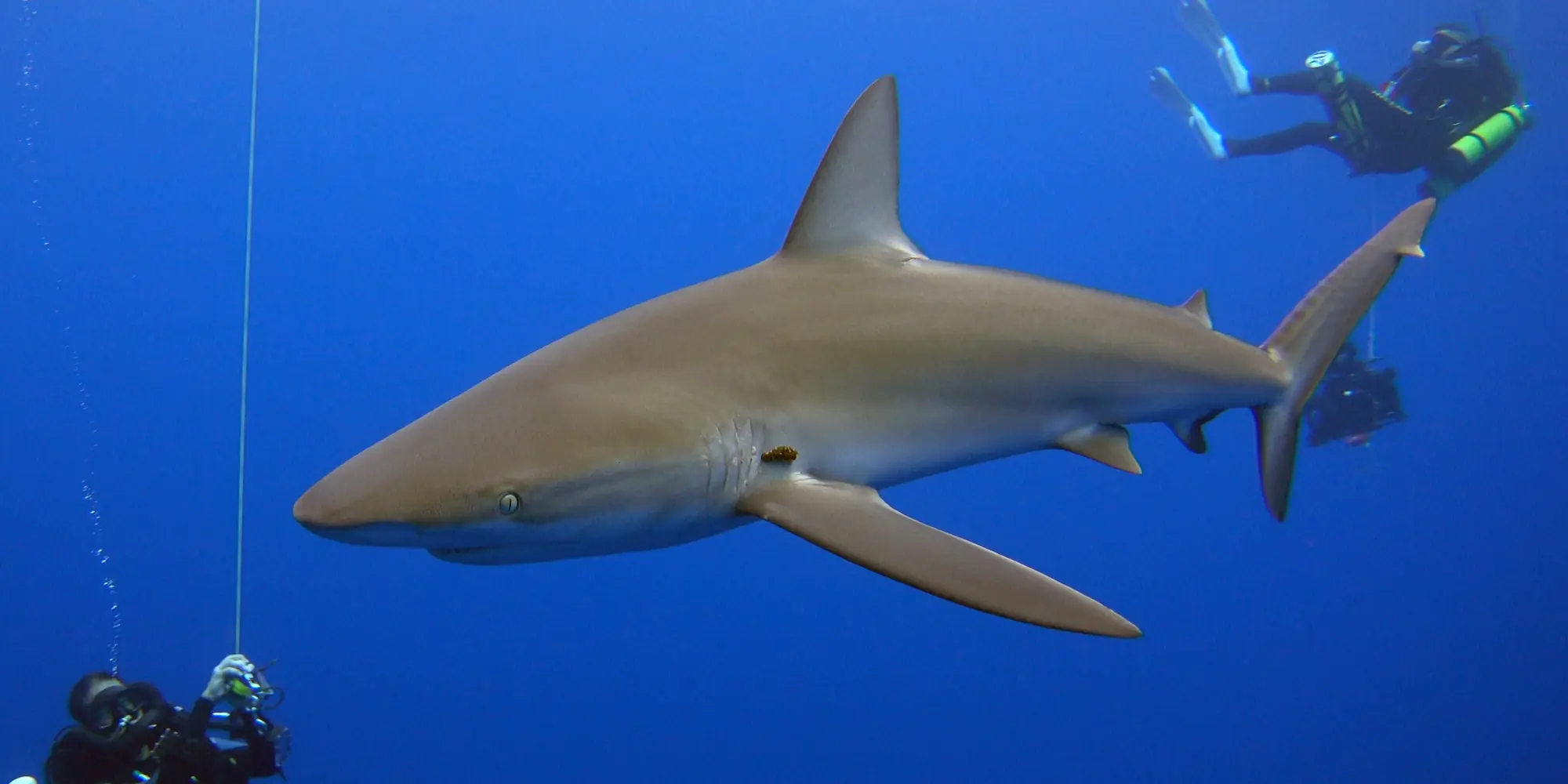 Tubarão-dos-Galápagos Carcharhinus galapagensis
