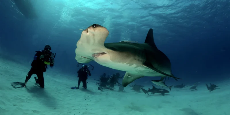Grande tubarão-martelo Sphyrna mokarran nas Bahamas com mergulhadores