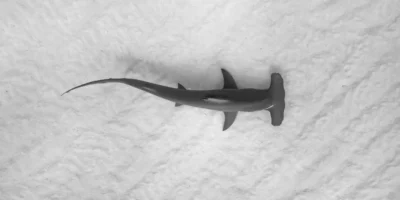 Tubarão-martelo visto de cima em águas rasas e límpidas sobre areia
