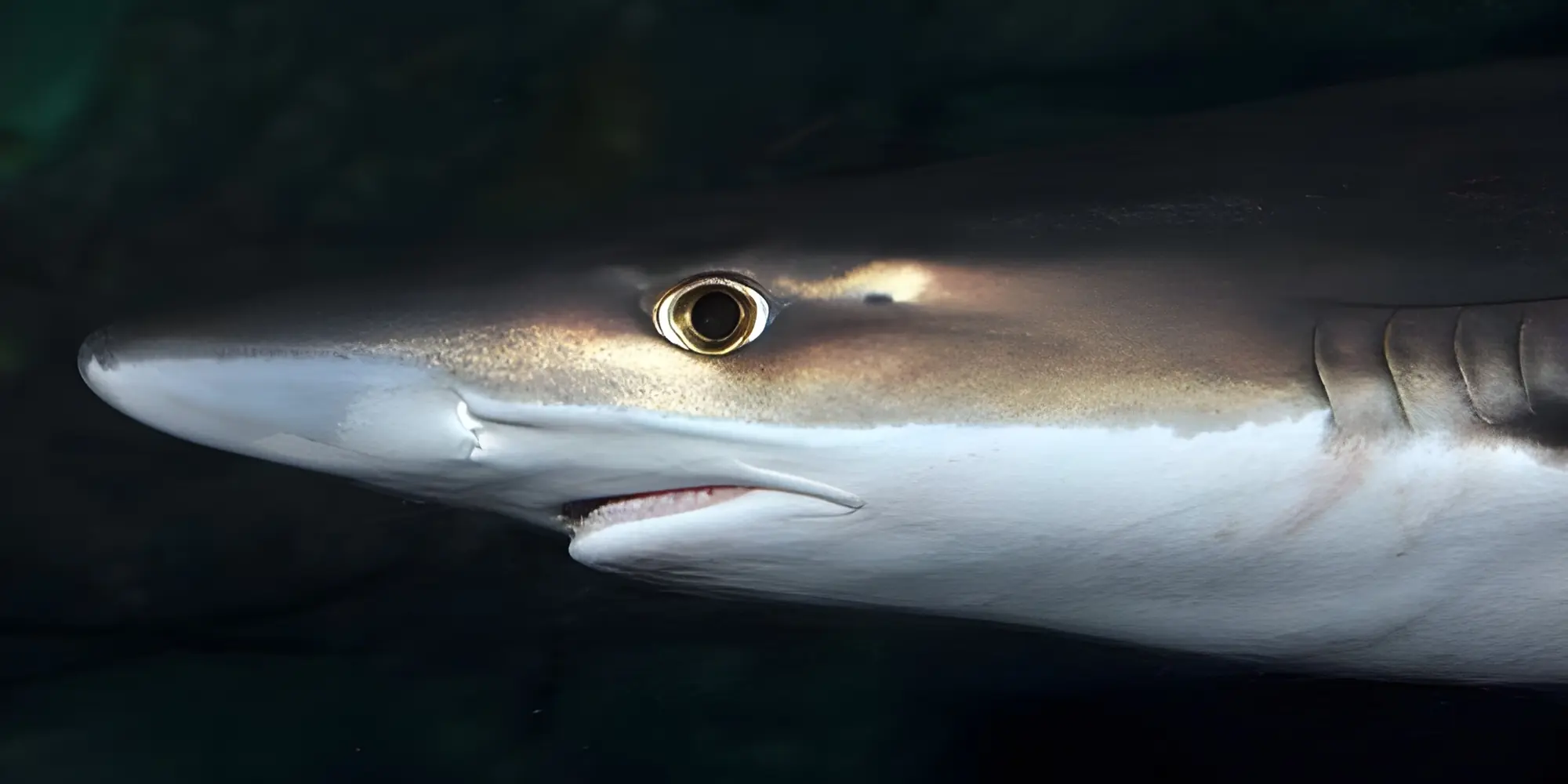 Cabeça de cação (Galeorhinus galeus)