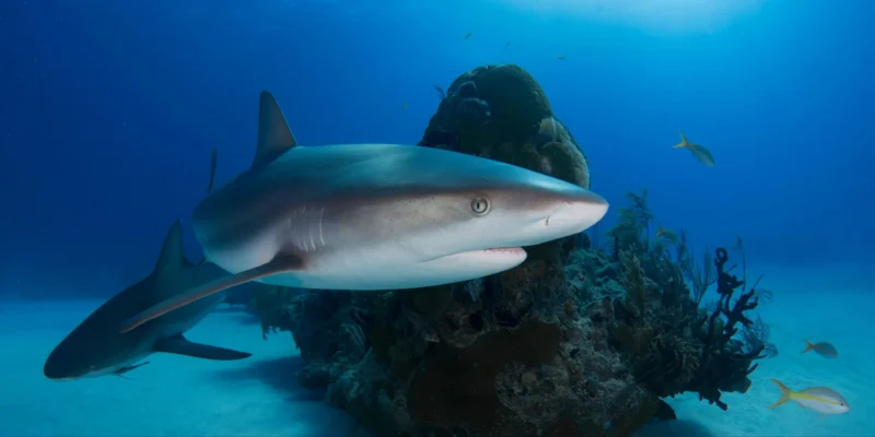 Tubarões-de-recife das Caraíbas nas Bahamas Golfo do México