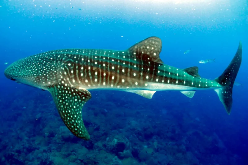 Rhincodon typus tubarão-baleia nos Flower Garden Banks EUA Golfo do México