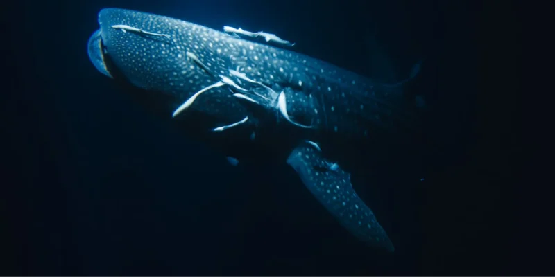 Rhincodon typus – Tubarão-baleia com fundo escuro