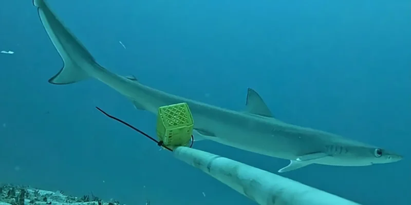 Tubarão-de-olhos-rasgados Loxodon macrorhinus