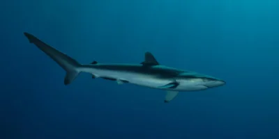 Tubarão-lombo-de-faca carcharhinus falciformis em águas azuis