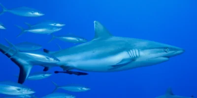 Tubarão-de-pontas-brancas Carcharhinus albimarginatus em águas azuis com peixes
