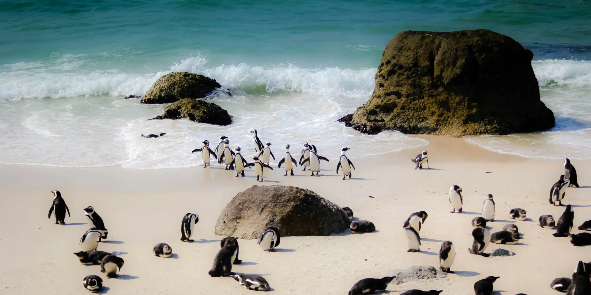 Mergulhar com tubarões na África do Sul pinguins na praia