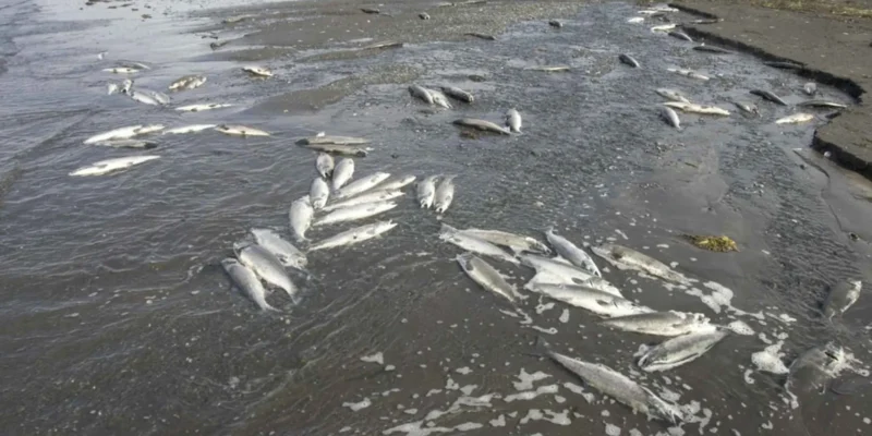 Peixes mortos na costa