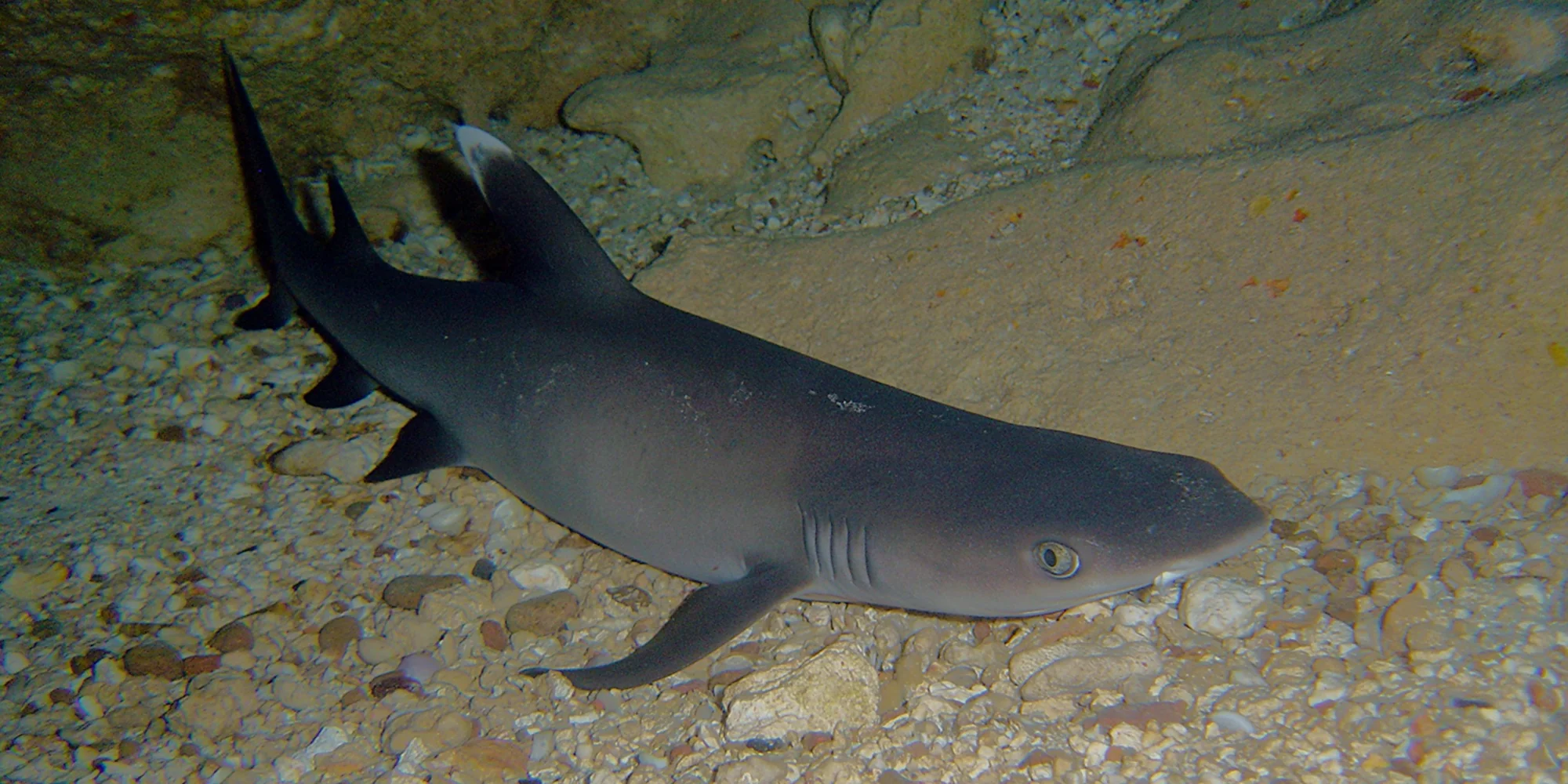 Triaenodon obesus tubarão-de-pontas-brancas-do-recife sobre cascalho num abrigo