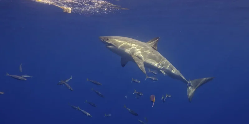Tubarão-branco Carcharodon carcharias visto de lado a nadar em direção ao isco