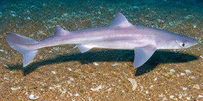 Cação-espinhoso Squalus acanthias sobre areia