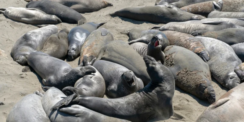 Um grupo de focas na areia