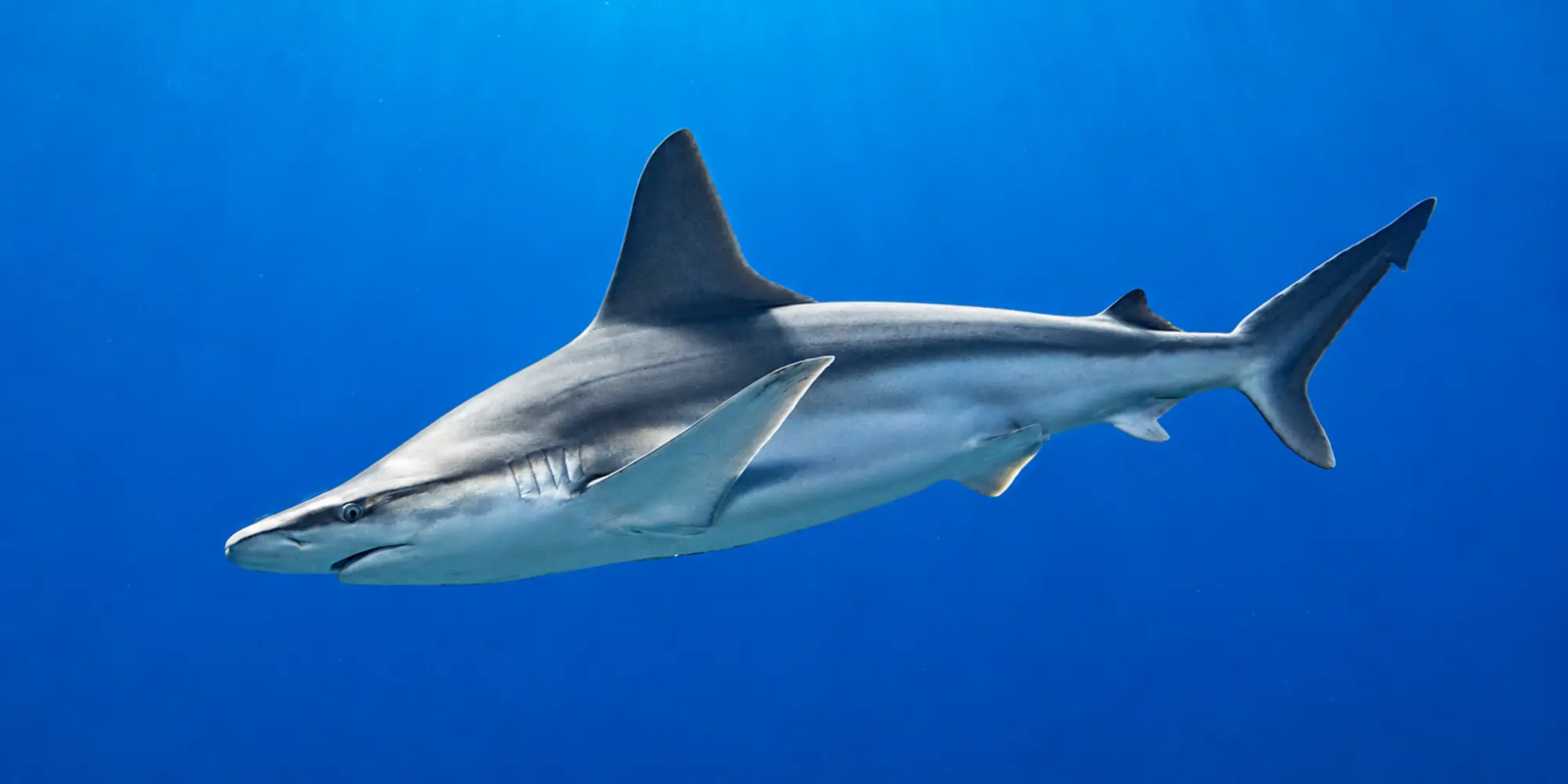 Tubarão-cinzento Carcharhinus plumbeus em águas azuis