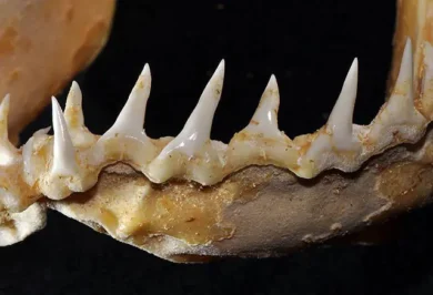 Tubarão-azul Prionace glauca maxilar inferior dentição dentes