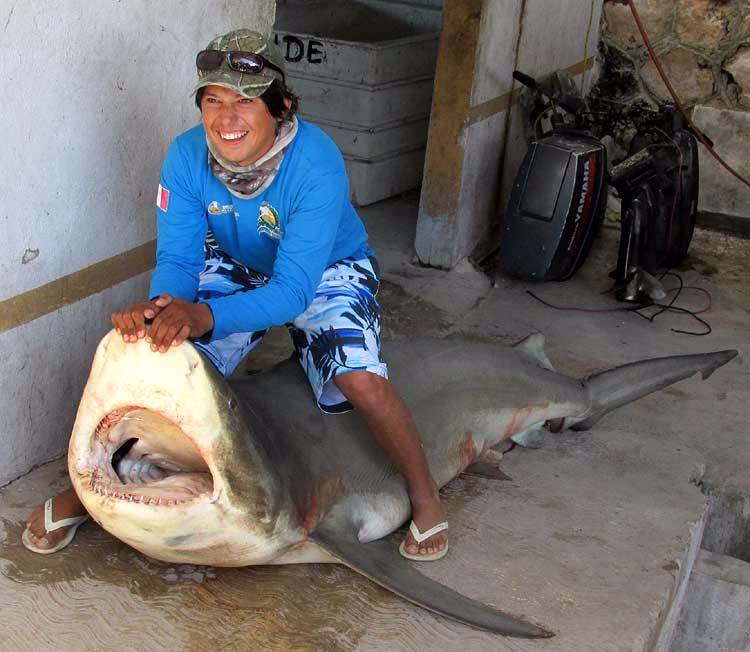 Tubarão-touro Carcharhinus leucas morto