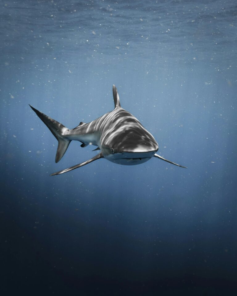 Tubarão-touro Carcharhinus leucas em águas abertas da Flórida Tubarão-touro Carcharhinus leucas em águas abertas da Flórida