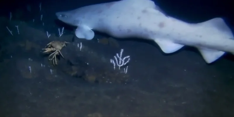 primeiro registro de um tubarão gato falso leucístico