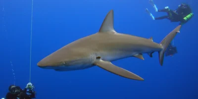 Tubarão-dos-Galápagos Carcharhinus galapagensis