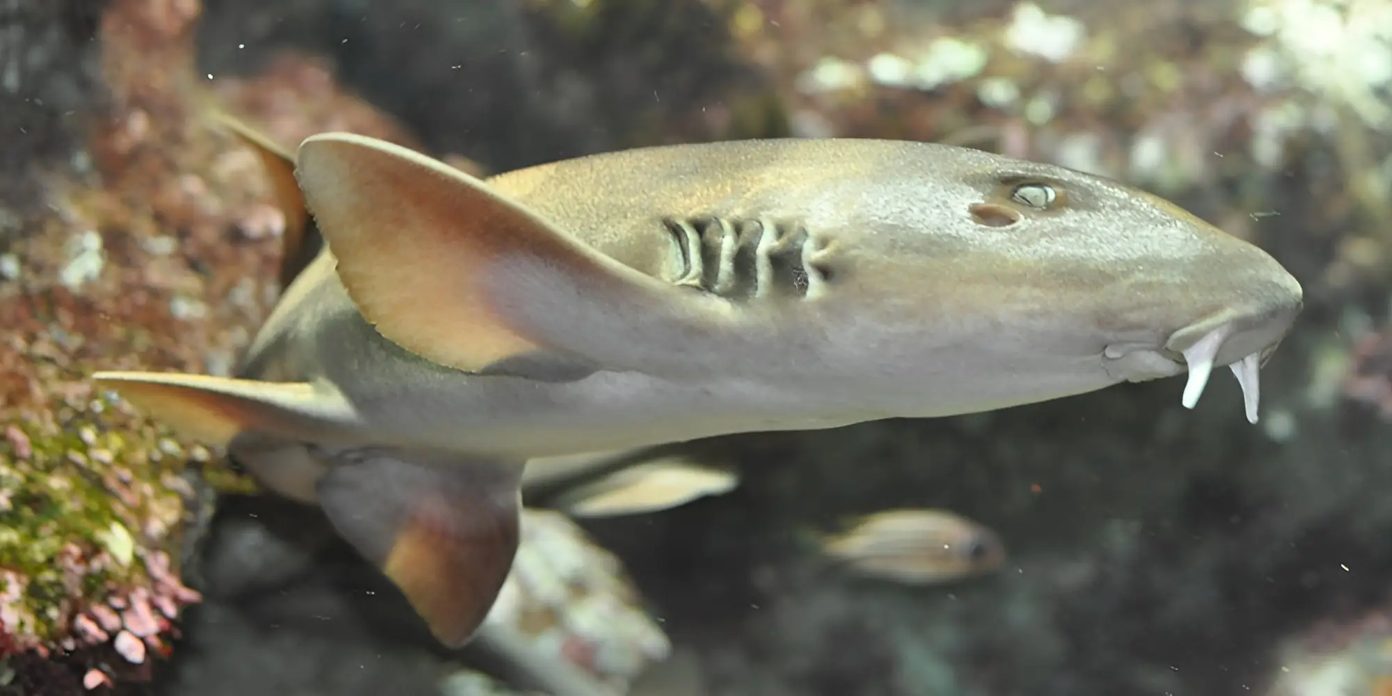 Grauer Bambushai Chiloscyllium griseum in Oceanopolis