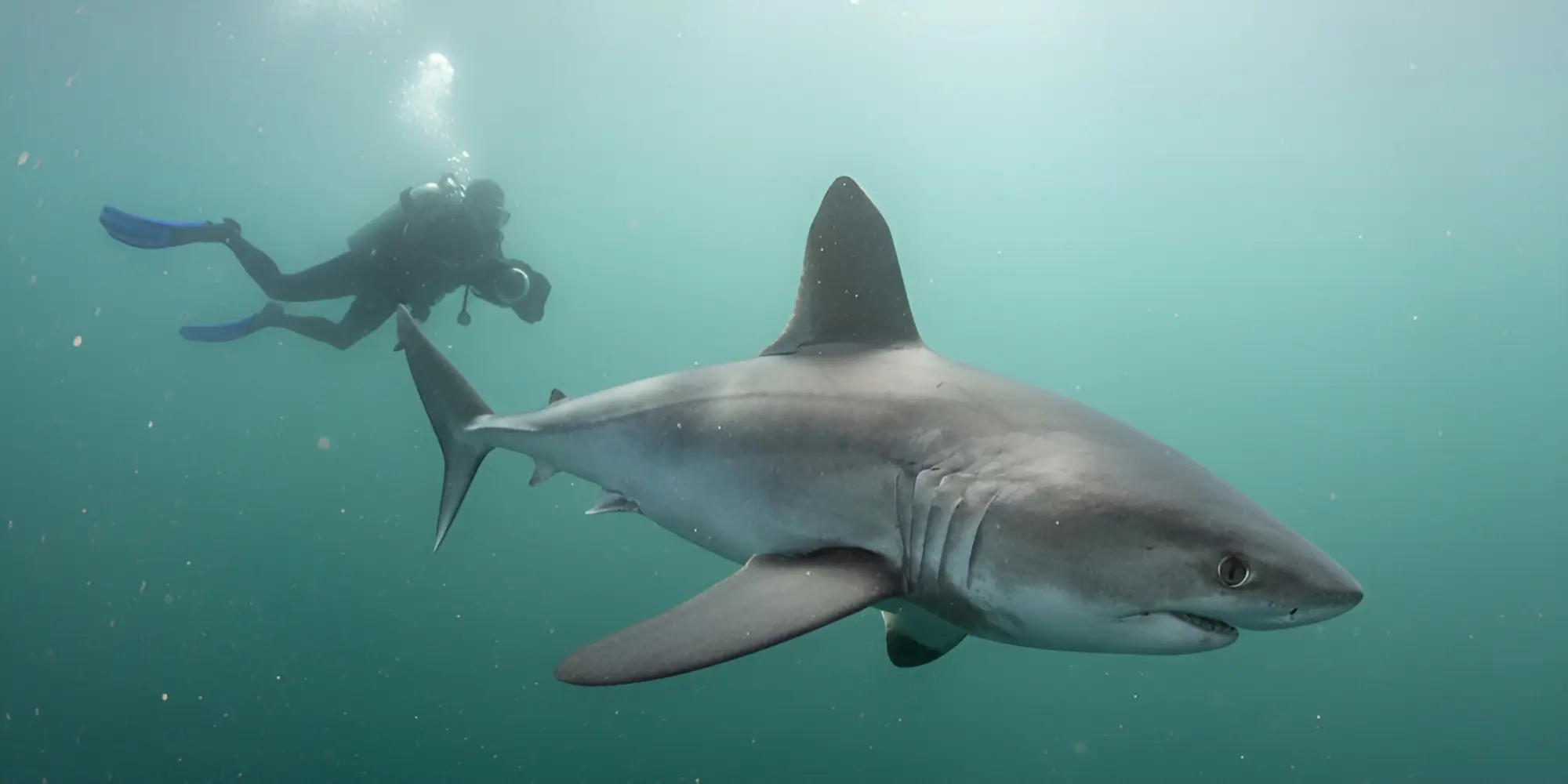 Tubarão-mako Lamna nasus