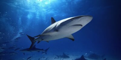 Tubarão de recife do Caribe Carcharhinus perezii Bahamas