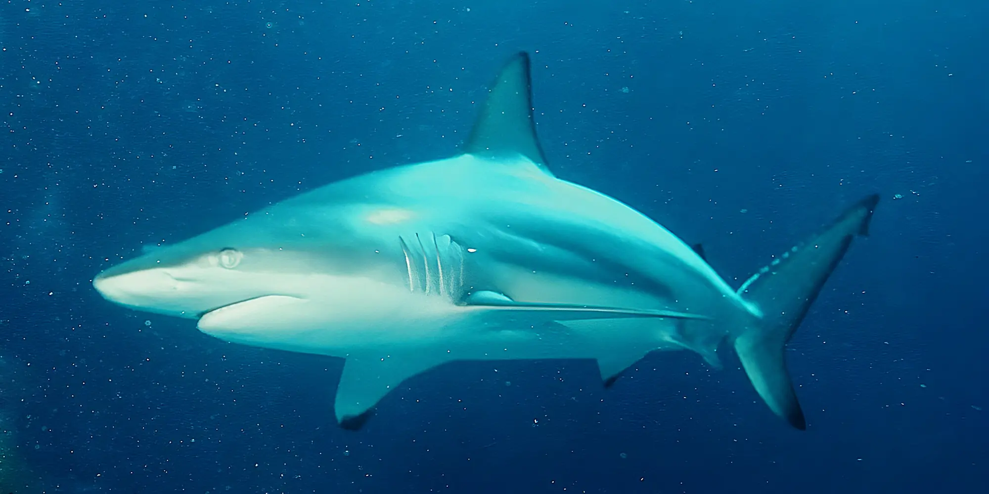 Tubarão-ponta-negra Carcharhinus limbatus