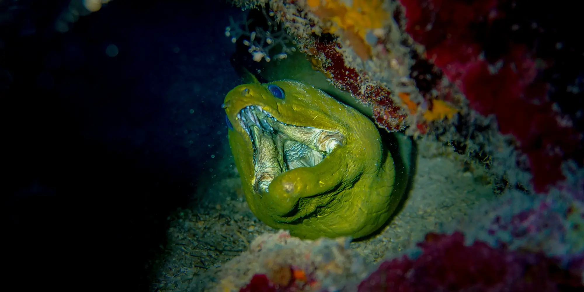 Cabeça de uma moreia espreita de um buraco na rocha Honduras