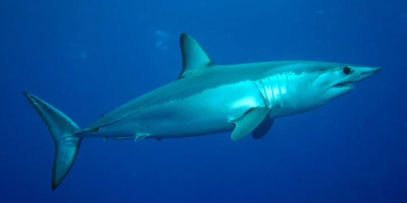 Tubarão-mako-de-pontas-curtas isurus oxyrinchus visto de lado em águas azuis