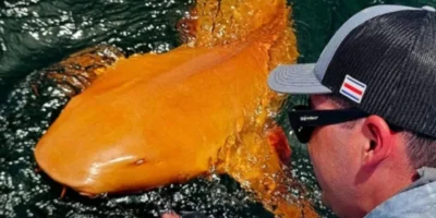 Oranger Ammenhai mit weißen Augen Costa Rica Tubarão-lixa laranja com olhos brancos Costa Rica