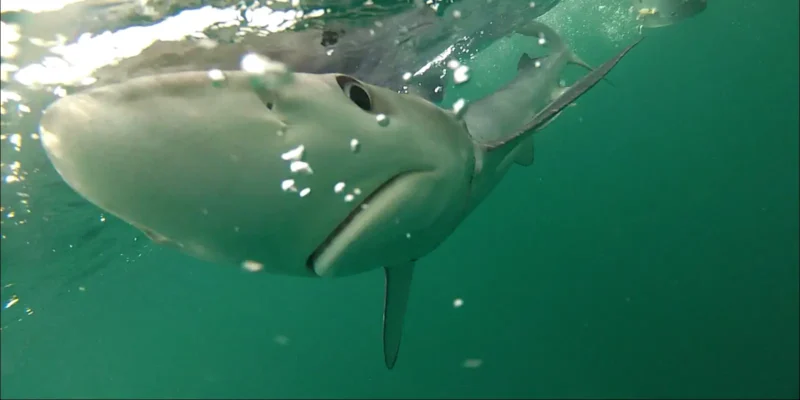 <em>Prionace glauca</em> Tubarão-azul Sob A Superfície Da Água