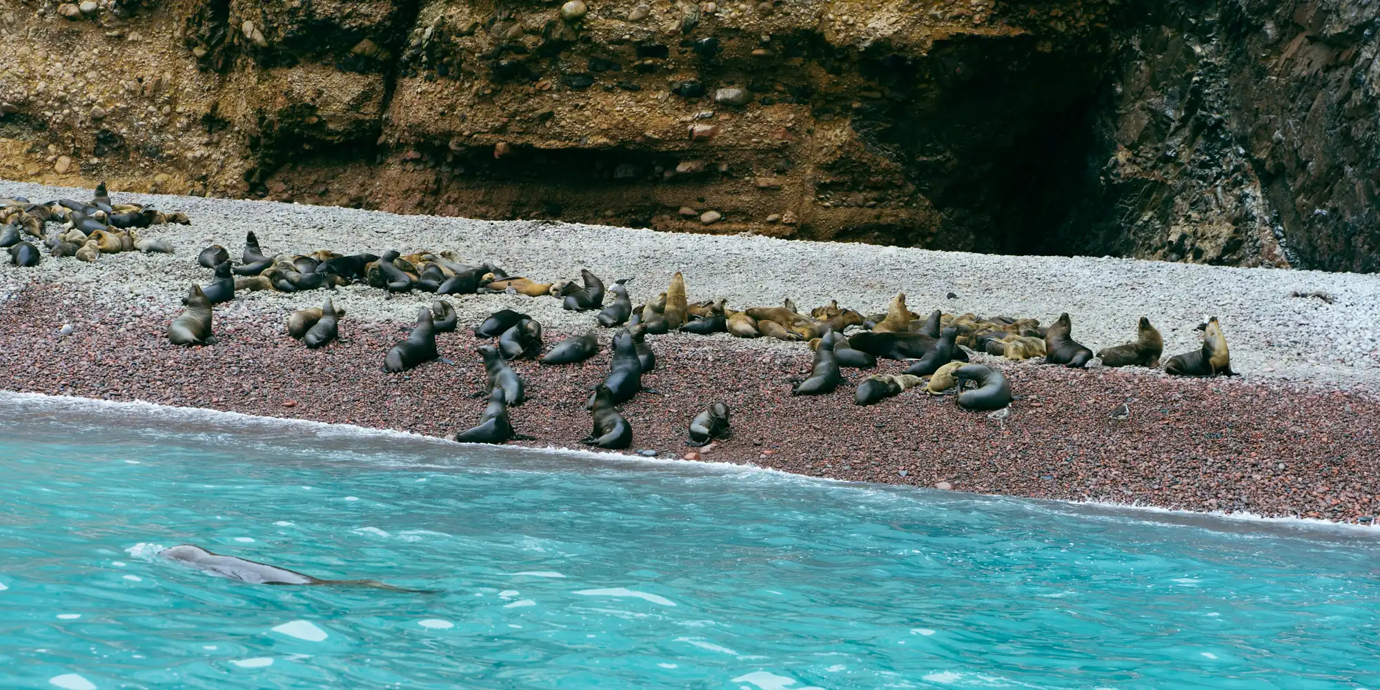 Leões-marinhos numa praia rochosa no Peru