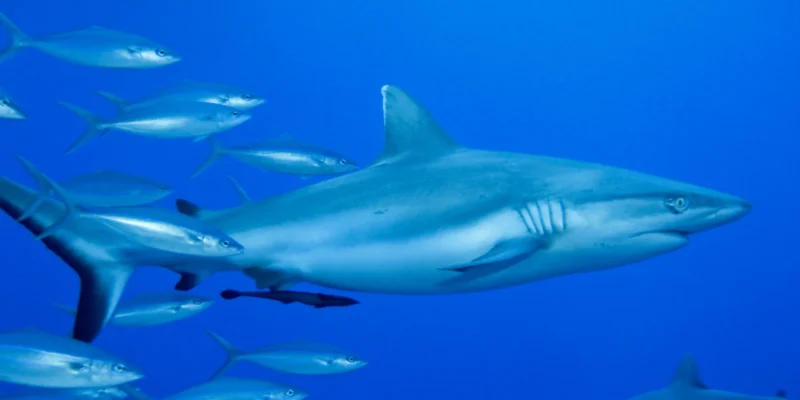 Tubarão-de-pontas-brancas Carcharhinus albimarginatus em águas azuis com peixes