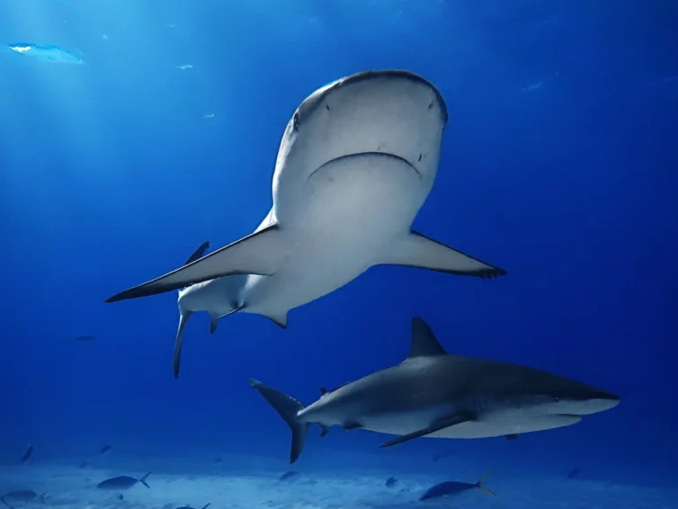 Mergulho com tubarões espécies de tubarões centros de mergulho e notícias