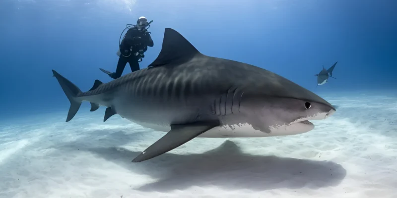 Tubarão-tigre Galeocerdo cuvier