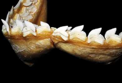 Tubarão-tigre (Galeocerdo cuvier) dentes na mandíbula inferior