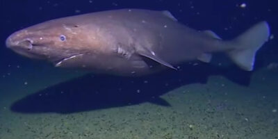 Tubarão-dorminhoco desconhecido na Antártida