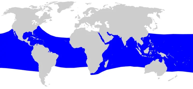 Mapa de distribuição e habitat do tubarão-baleia Rhincodon typus