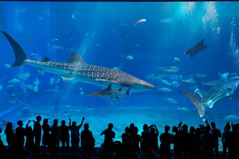 Tubarão-Baleia no Aquário Churaumi em Okinawa, Japão Walhai im okinawa churaumi aquarium in japan