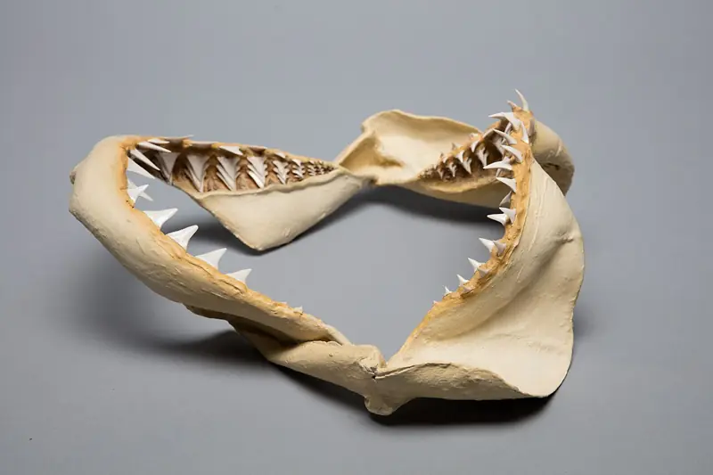 Grande tubarão branco Carcharodon carcharias mandíbula dentição deitada