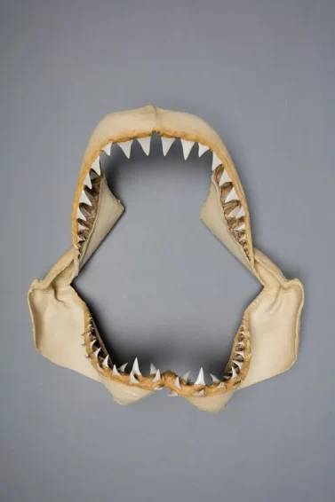 Grande tubarão branco Carcharodon carcharias mandíbula dentição