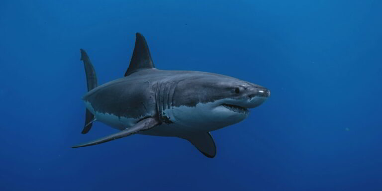 Tubarão-branco (Carcharodon carcharias) em alto-mar