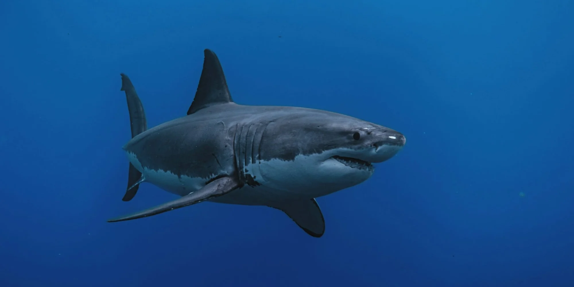 tubarão-branco Carcharodon carcharias em águas azuis