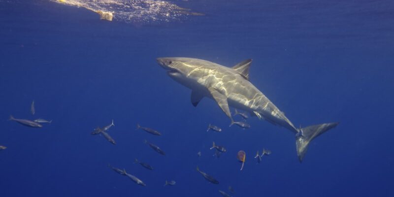 Tubarão-branco Carcharodon carcharias visto de lado a nadar em direção ao isco