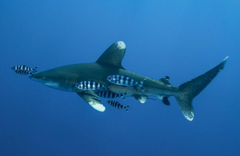 Tubarão-de-pontas-brancas oceânico