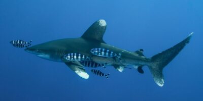 Weißspitzen-Hochseehai Carcharhinus longimanus Tubarão oceânico de ponta branca Carcharhinus longimanus