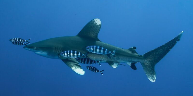 Tubarão oceânico de ponta branca Carcharhinus longimanus