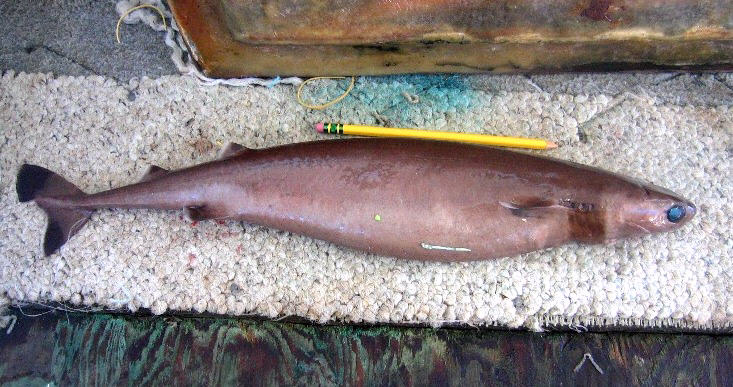Zigarrenhai isistius brasiliensis mit bleisttift als größenvergleich